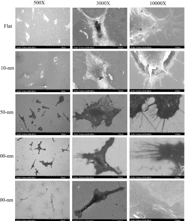 Fig 5  Morpho logy  of m acrophage cultured on nanodot array s im aged by  scanning electron m icroscopy 