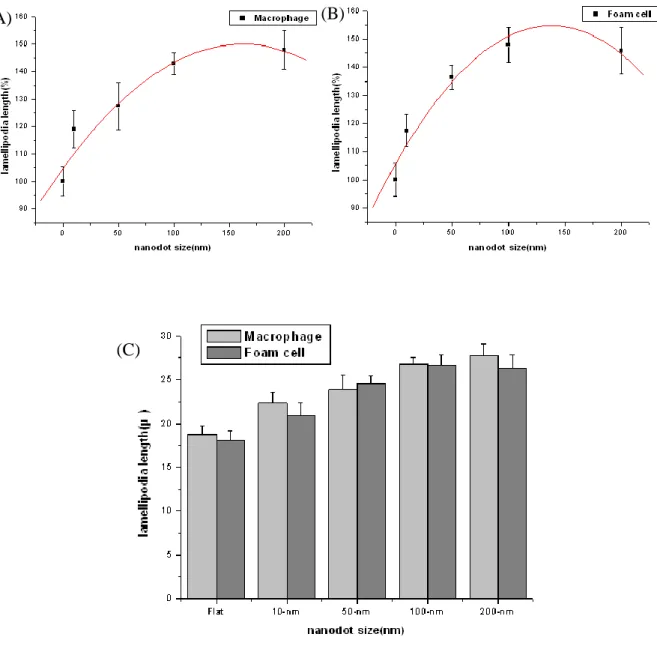 Fig 8  Cell  lam ellopodia leng th versus d ot d iam eter for cells cultured on  the nanodot array s