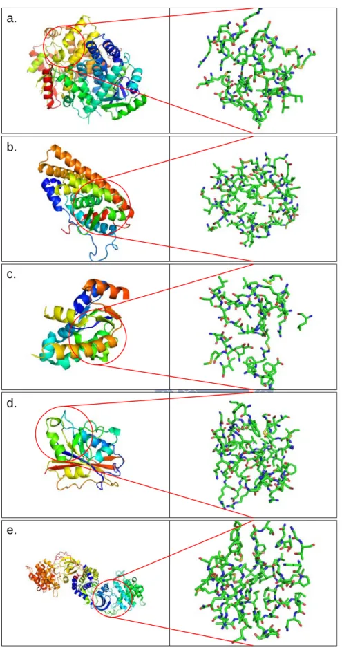 圖  一  5 個目標蛋白質結構以及其結合區域圖。圖 a.為 Thymidine kinase(PDB 代碼 1KIM)，圖 b. 為 Estrogen receptor(3ERT)，圖 c.為 Shikimate kinase(1ZUH)，圖 d.為 Dihydrofolate reductase(1HFR) 以及圖 e.為 Rho-associated protein kinase 1(2ETR)。 