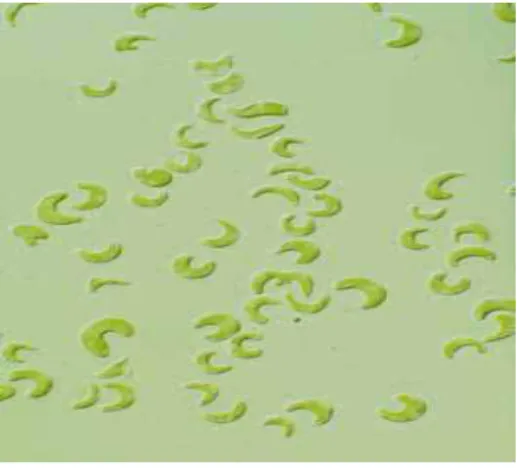 圖 2.4.1 月芽藻圖示  一般典型的月芽藻體積約為 45 µm 3 ，重量介於 10~20 pg/cell 之 間 [23]，是一種淡水單細胞藻類，因為體型呈半月型，所以稱為月芽 藻，擁有取得容易、培養簡單、容易觀察、生長期短、可以大量生長、 具有地區代表性等實驗用的藻種需具有的特點，且一般較其他微生物 之毒性試驗來得敏感 [24]。此月芽藻的健康情形可輕易由外觀觀察得 到，當生長狀況不佳時，藻體會呈現明顯的黃綠色，且粒徑也會出現 明顯變化，使用顆粒計數器測量可發現大粒徑的藻顆粒分布變多，此 時代表生長