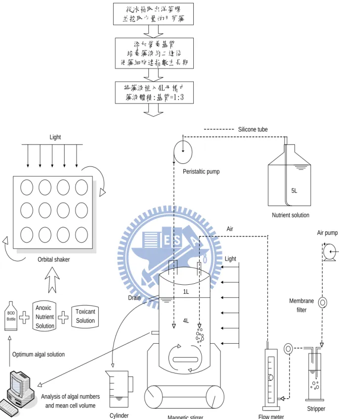 圖 4.9.1 The flow chart in close-system algal toxicity test 