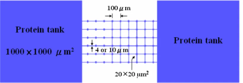 Figure 2.2 Layout and dimensions of open-top SU-8 microfluidic channel  with two protein tanks and six channels