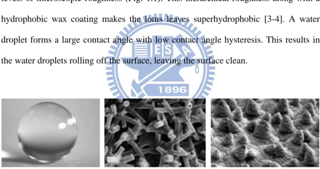 Figure  1.1  Water  on  the  surface  of  a  lotus  leaf  and  the  microscopic  image  of  the  surface of a lotus leaf
