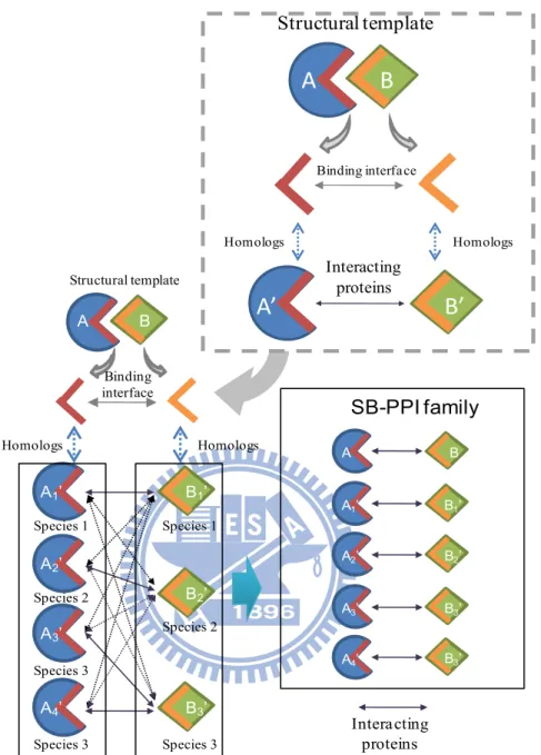 Figure 4. Illustration of identifying a structure-based protein-protein family.  A B Structural template Binding interface Homologs Homologs A’ B’Interactingproteins A B Structural template Binding interface Homologs Homologs A 1 ’ B 1 ’ A 2 ’ B 2 ’ A 3 ’ 