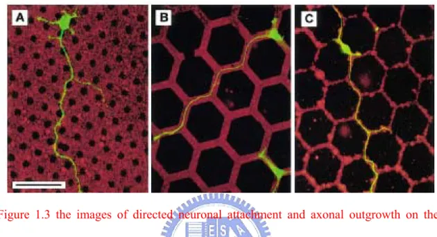 Figure 1.3 the images of directed neuronal attachment and axonal outgrowth on the  protein patterns [9]