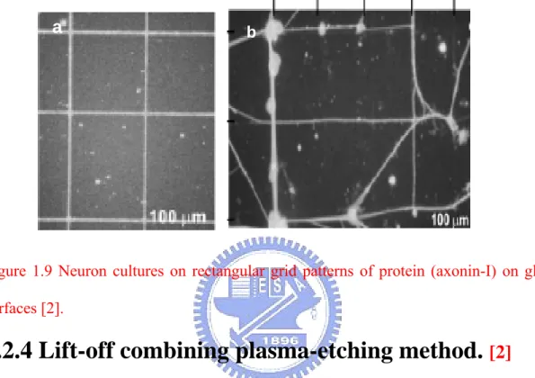 Figure 1.9 Neuron cultures on rectangular grid patterns of protein (axonin-I) on glass  surfaces [2]