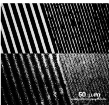Figure 1.11 Complementary proteins (2 and 5 um lines) were generated by lift-off  combining plasma-etching method [2].