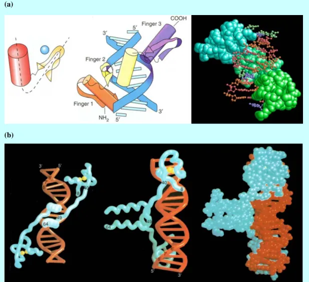 Figure 2    Zinc-containing modules: (a) Zinc fingers (Zif268), consisted by a series of zinc  finger which contains a zinc ion; (b) The GAL4 protein, a dimerized motif which contains two  zinc ions in each monomer