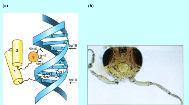 Figure 3    Homeodomain-DNA complex in fruit fly Drosophila--an example of mono-type  interaction