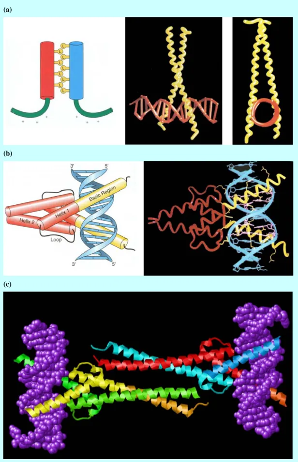 Figure 4    Dimerized DNA binding domain: (a) Leucine zipper (bZIP) complex. From left to  right: dimerization of leucine zipper and two computer graph illustrating binding domain; (b)  Two schematic diagrams of Helix-loop-helix (bHLH) complex; (c) Max-Myc