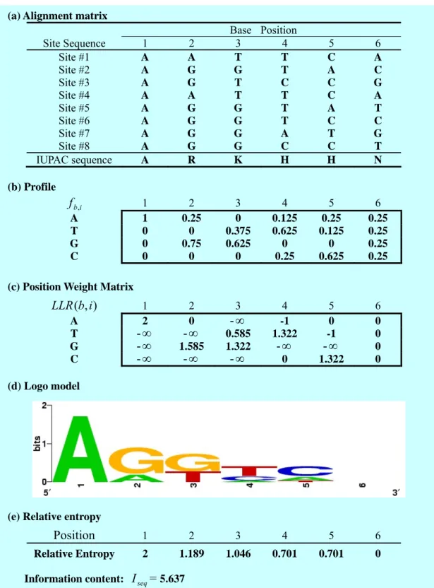 Figure 5    PWM and IC representation: (a) aligned site sequences and their consensus as an  IUPAC sequence; (b) the profile of these sites; (c) Position Weight Matrix; (d) Logo display of  site sequences; (e) Information content of site sequences