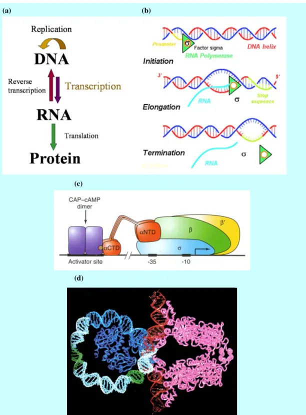 Figure 1    Gene expression. (a) Central dogma; (b) Transcription of a gene in prokaryotes; (c)  The complex of DNA strand, RNA polymerase, general transcription factors and CAP-cAMP  (CRP) dimer—a gene specific transcription factor; (d) Computer graphic o