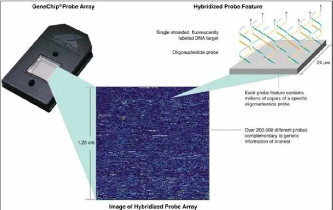 Figure  1.2  Affymetrix  GeneChip  array.  Hybridization  between  the  sample  DNA  and  reference DNA allows detection of genetic variation