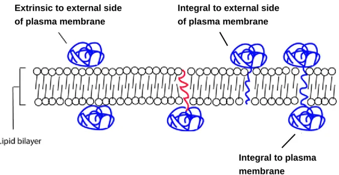 Figure 4.4 Graphics of definition of GO: Cellular Component. Three conditions in Rule 2  are showed
