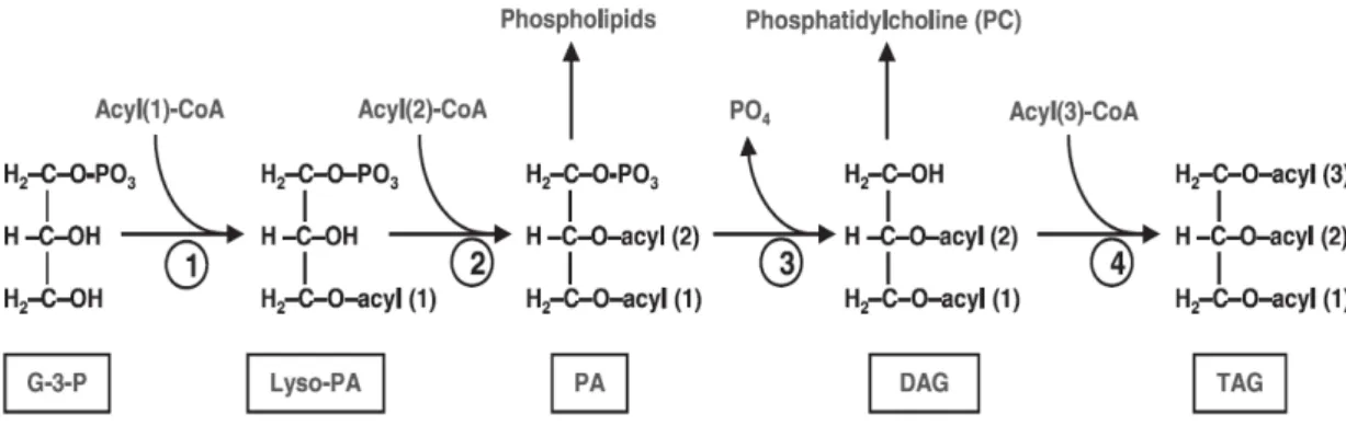 圖 2.2、藻類三酸甘油脂合成途徑  (1) Cytosolic glycerol-3-phosphate acyl transferase.  (2) Lysol-phosphatidic acid acyl transferase.