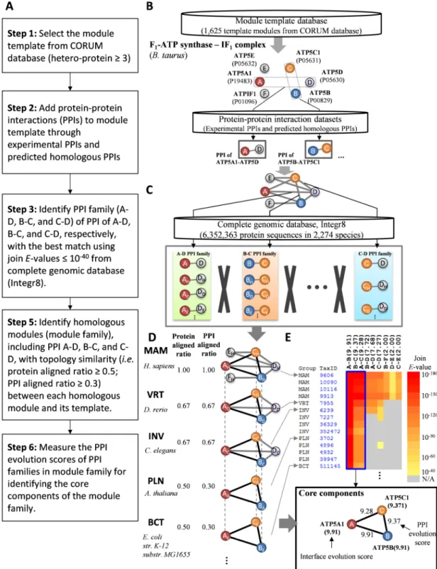 Figure 4. Overview of identifying homologous modules through protein-protein interaction (PPI) families  using F 1 -ATPase synthase-IF 1  of B