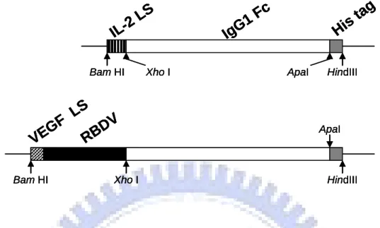 Figure 3. Gene construction of the chimeric proteins. The receptor binding domain  of the human vascular endothelial growth factor (VEGF) was fused to the N terminal  of the Fc fragment of IgG1, followed by the 6X his tag for protein purification