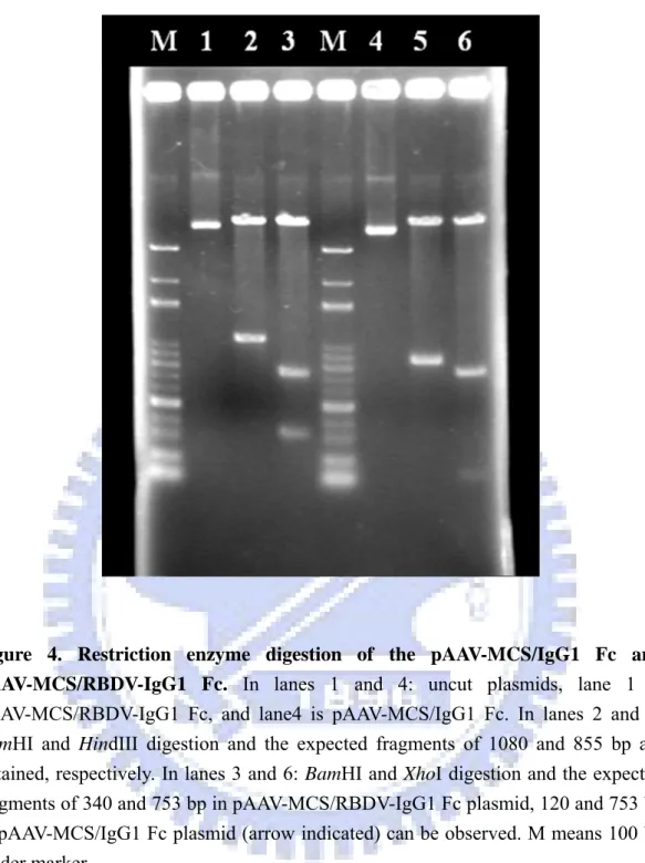 Figure 4. Restriction enzyme digestion of the pAAV-MCS/IgG1 Fc and  pAAV-MCS/RBDV-IgG1 Fc