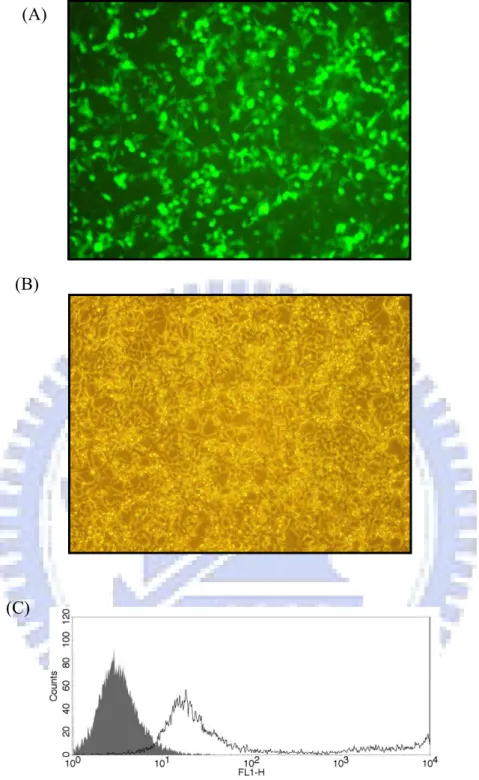 Figure 5. The fluorescence expression in HEK-293 cell. HEK-293 cells were  transfected with pAAV-MCS-hrGFP vector using calcium phosphate based  transfection methods