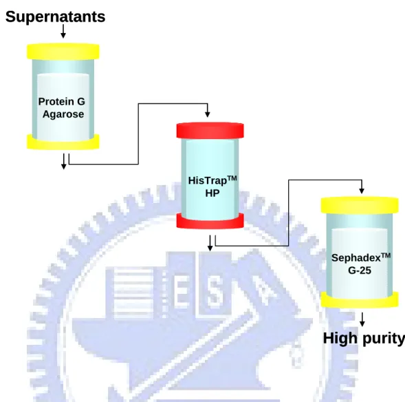 Figure 6. Flow chart of procedure for the purification of chimeric proteins. The  culture supernatants of HEK-293T cells were harvested after transfection