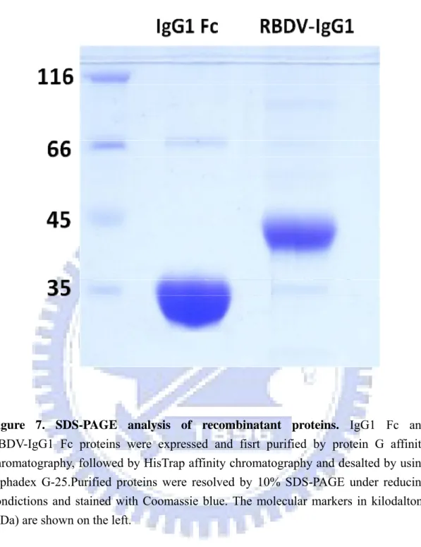 Figure 7. SDS-PAGE analysis of recombinatant proteins. IgG1 Fc and  RBDV-IgG1 Fc proteins were expressed and fisrt purified by protein G affinity  chromatography, followed by HisTrap affinity chromatography and desalted by using  sephadex G-25.Purified pro