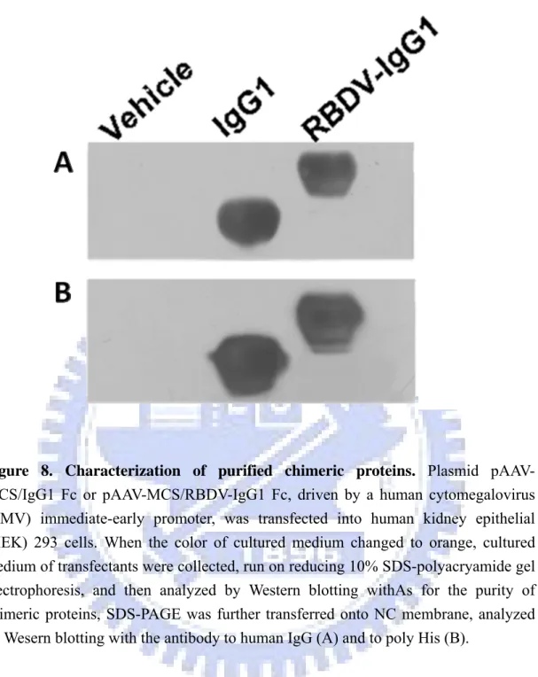 Figure 8.  Characterization of purified chimeric proteins. Plasmid pAAV-  MCS/IgG1 Fc or pAAV-MCS/RBDV-IgG1 Fc, driven by a human cytomegalovirus  (CMV) immediate-early promoter, was transfected into human kidney epithelial  (HEK) 293 cells