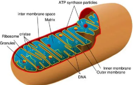 Figure 2. Simplified structure of a mitochondrion. This is a public-domain  image. 