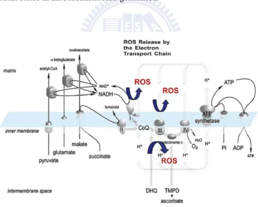 Figure 3. The integration of steps necessary for oxidative phosphorylation and  the generation of ROS
