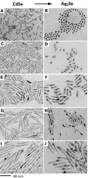 Figure 1.3: TEM images of CdSe nanorods of different sizes (A, C, E, G, and I) and  their transformed Ag 2 Se crystals (B, D, F, H, and J)