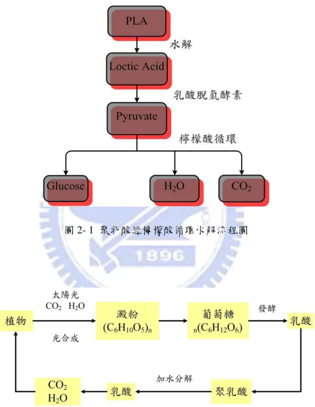 圖 2- 1  聚乳酸經檸檬酸循環水解流程圖 