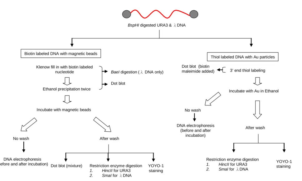 Figure 1. Strategy and the flow chart of the experiments in this study.