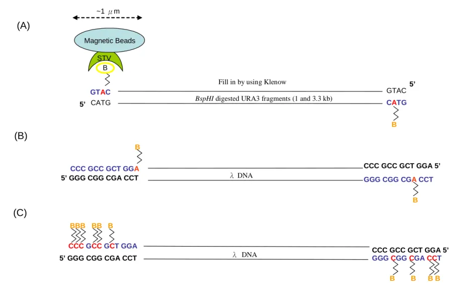 Figure 2. Strategy of the 5’ end overhang DNA filled in by Klenow. (A) The BspHI digested URA3 were filled in with 1  biotin-dATP in each 3’ end