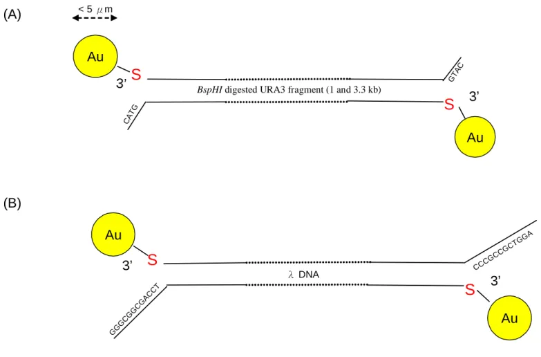 Figure 3. Strategy of 3’ end  thiol-labeled DNA incubated with Au particles. (A)  BspHI digested URA3 labeled with thiol at each 3’ end and incubated with Au