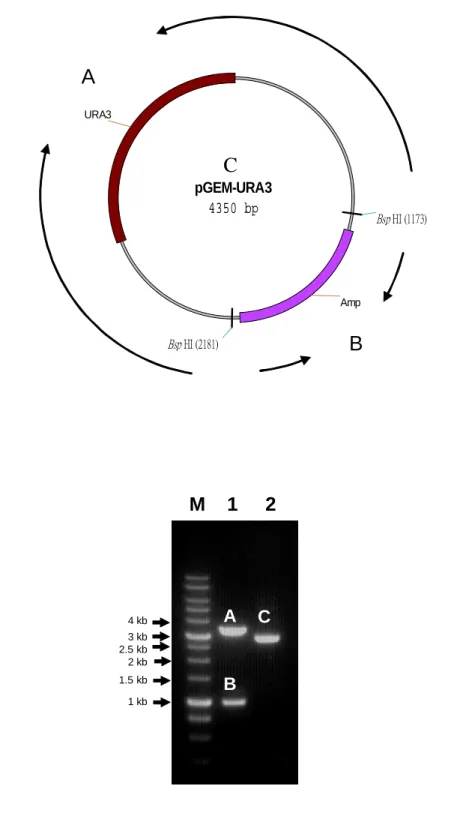 Figure 4. Restriction enzyme digestion of pGEM-URA3. (A) Map of pGEM- pGEM-URA3.  (B) Lane 1 was BspHI digested pGEM-URA3,  Lane 2 was untreated  pGEM-URA3 plasmid