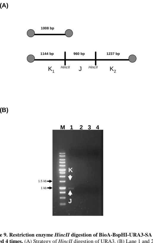 Figure 9. Restriction enzyme HincII digestion of BioA-BspHI-URA3-SA after  washed 4 times