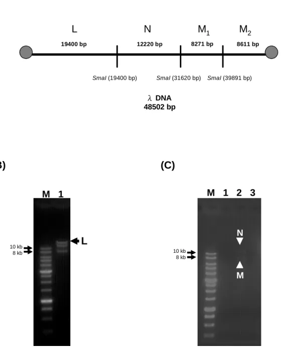 Figure 10. Restriction enzyme SmaI digestion of BioA-λ DNA-SA and BioC-λ DNA-SA after washed 4 times