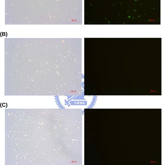 Figure 11. Fluorescence staining of biotin labeled BspHI-digested URA3 incubated  with SA