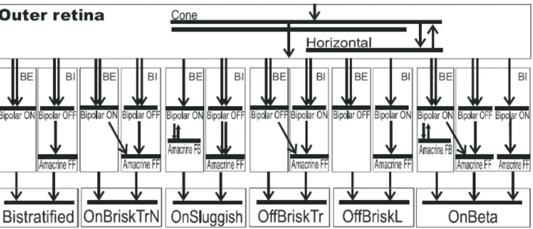 Fig.  1.  5.  A  sketch  of  the  processing  structure  of  the  CNN  model  of  the  mammalian  rabbit  retina  [14]