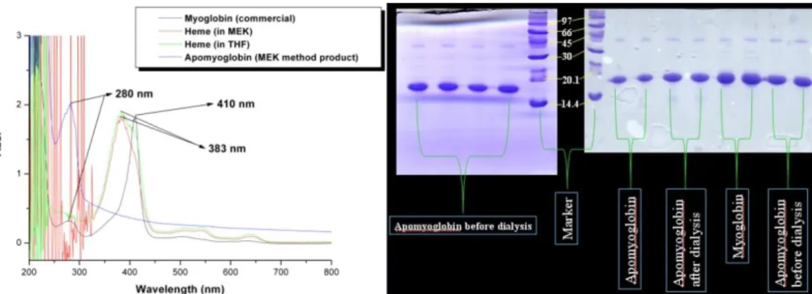Figure 2-1 (a) UV-Vis result: To confirm that heme has been removed by MEK method. (b) SDS-PAGE result:  To confirm apoMb in each steps: apoMb doesn’t disappear in each step