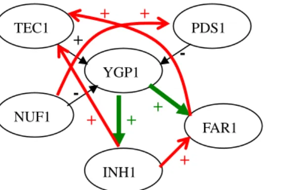 Figure 11: The resulting network constructed by our methods. Figure1 Accurate direction Wrong direction Extra pathway Missing pathway- +