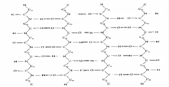 Fig. 1.3.  The Anti-parallel β-sheet. 
