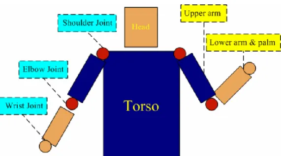 Figure 4-2 Human model 