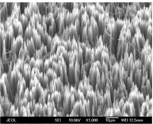 圖 2-19.80μm 奈米線的傾斜 45 度 SEM 圖。 