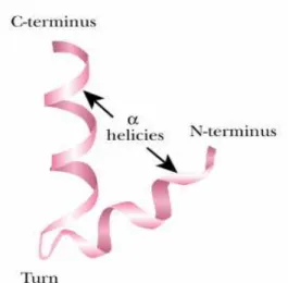 Fig. 4 Helix-turn-helix 