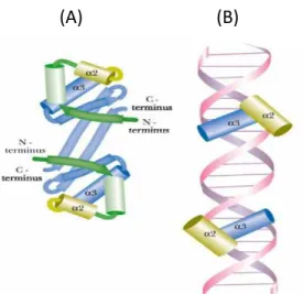 Fig. 5 (A) Helix-turn-helix protein is a dimer, it binding of Helix-Turn-Helix Motif to DNA