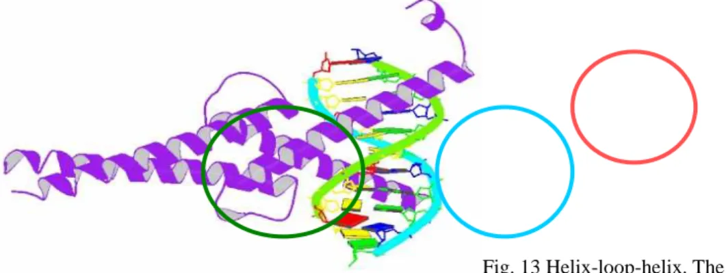 Fig. 13 Helix-loop-helix. The protein is dimeric 