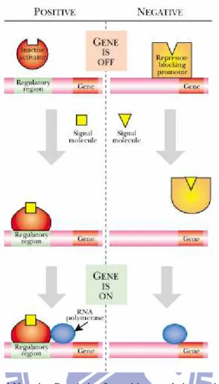 Fig. 14 Principle of Positive and Negative Regulation In positive regulation, a signal changes the conformation  of  an  inactive  regulator,  which  then  becomes  active  and  binds  to  the  regulatory  region  of  a  gene