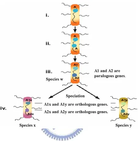 Figure 2.2: Genes A1 and A2 are said to be paralogous genes if they are  derived  from  a  duplication  event