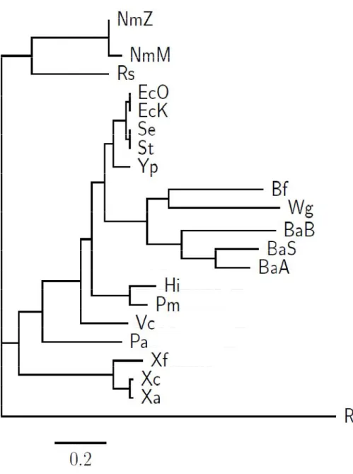 Figure  5.1:  Phylogenetic  tree  obtained  from  a  trimmed  alignment  of  60  concatenated  homologous  proteins  using  maximum likelihood method, which was adapted from [18]