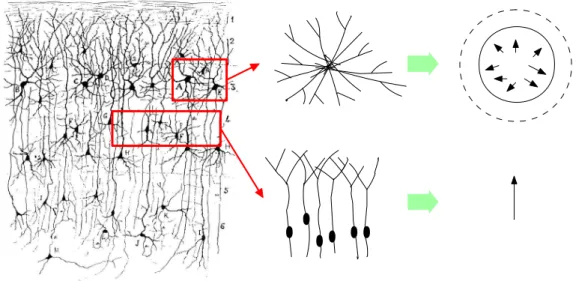 Figure 1.2: Difference between open field and closed field. Left-most part shows the trans- trans-verse section through the gray matter of rat cortex drawn by Ramon y Cajal in 1888